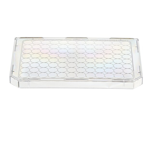Nunc™ 96-Well Polypropylene DeepWell™ Sample Processing & Storage Plates with Shared-Wall Technology