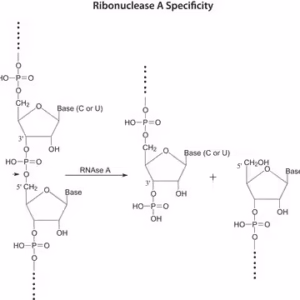 Sigma-Aldrich Ribonuclease A from Bovine Pancreas